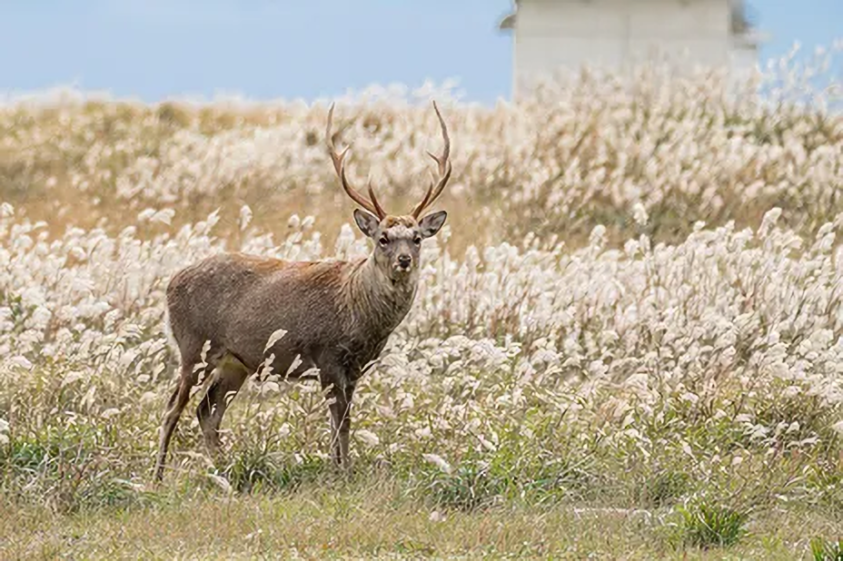 北海道 大雪山 高山植物 自然散策