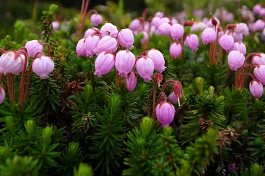 北海道 大雪山 高山植物 自然散策